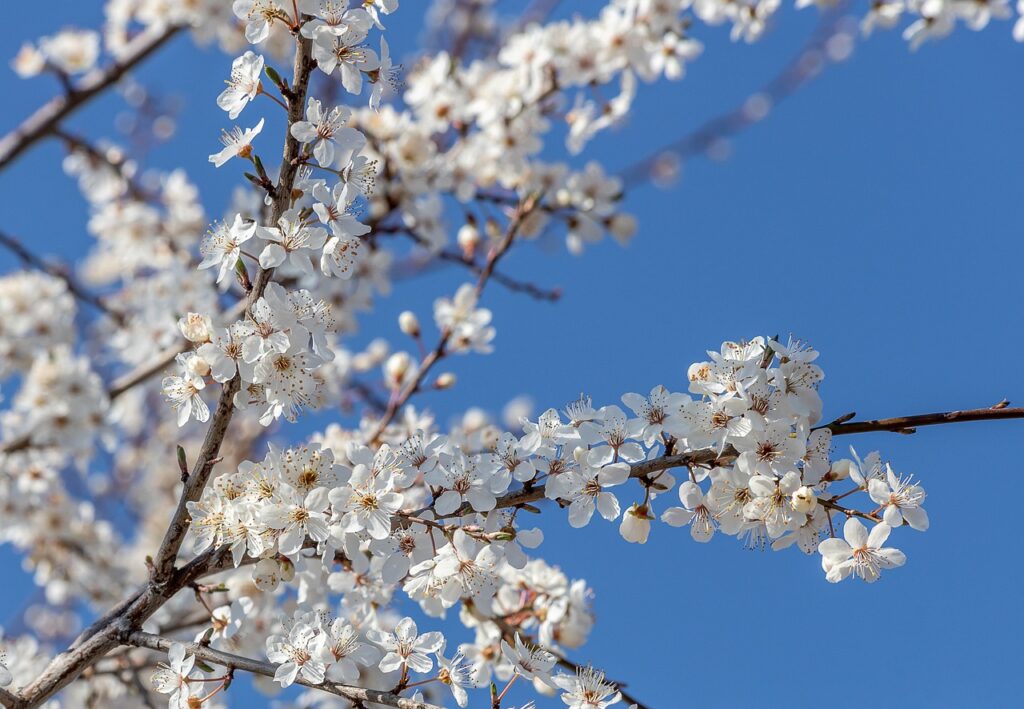 L'esperança necessària per viure. Ametller en flor.